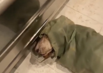 F2203006 dog rescuer encounter to give him shelter (Part 2)