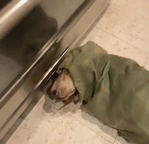F2203006 dog rescuer encounter to give him shelter (Part 2)