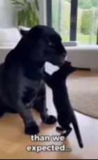 F1803007 My Cat Adopted A Black Jagua (Part 2)