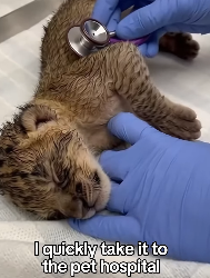 P2803005 I Saved a Baby Lion (Part 2)