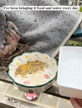 D0204005 A Dove shelteread from the rain on my windowsill…Then everything changed (Part 2)