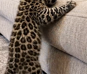 V2504012 newborn Leopard cub lay helpless in cold mud, she save it love then (Part 2)