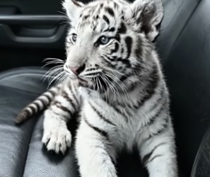 V2504011 Kind man saved white tiger cub, being attacked by wolf then (Part 2)