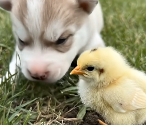 V2504010 Found lost newborn husky shivering in ice, adopted it then (Part 2)