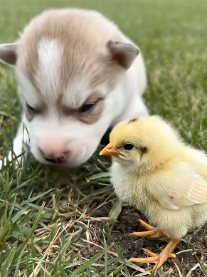 V2504010 Found lost newborn husky shivering in ice, adopted it then (Part 2)