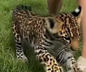 V2504008 Hawk threw helpless jaguar cub into my lawn then..(Part 2)