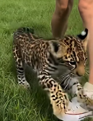 V2504008 Hawk threw helpless jaguar cub into my lawn then..(Part 2)