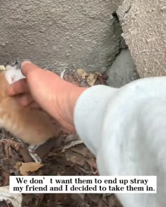 D0204001 She left her babies…so I became a cat mom (Part 2)