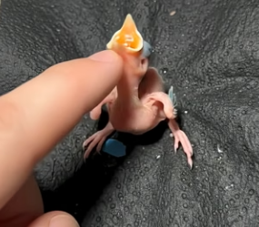 V2504003 She found strange egg never expected what hatched (Part 2)