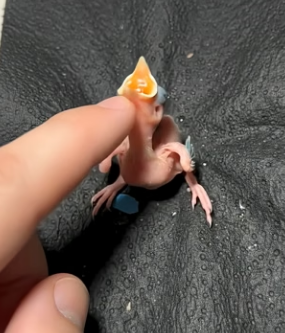 V2504003 She found strange egg never expected what hatched (Part 2)