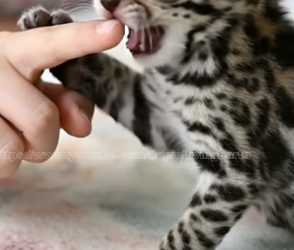 V2504001 He rescued stray kitten. It turned out to be baby ocelot (Part 2)