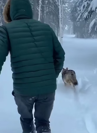 D3103005 The two anxious wolves turned to me for help,then (Part 2)