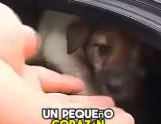 M2404006 Este bebecito fue abandonado en medio de una llanta (Part 2)