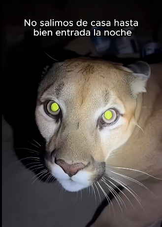 V0304007 Una puma herida escapaba de una manada de lobos terminó refugiándo (Part 2)