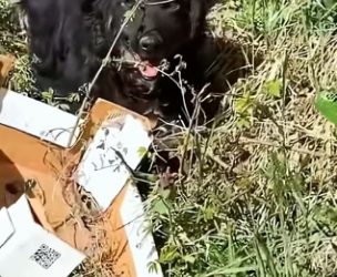 R2604009 found puppy by roadside… never imagined chance (Part 2)