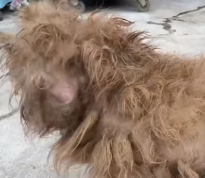 R2604006 Neglect is a slow death. Kindness is an instant rebirth (Part 2)