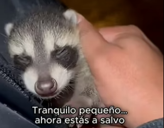 V0304010 Una noche encontramos un mapachito bebé llorando solo al lado de la (Part 2)