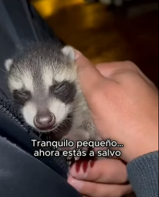 V0304010 Una noche encontramos un mapachito bebé llorando solo al lado de la (Part 2)