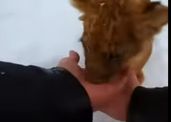 A2504003 My Dog Raises Lion Pup (Part 2)