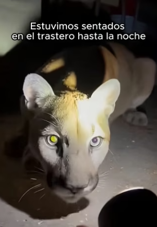 V0304005 Vi un puma rodeado por lobos decidí ayudarlo. Abrí la puerta para (Part 2)