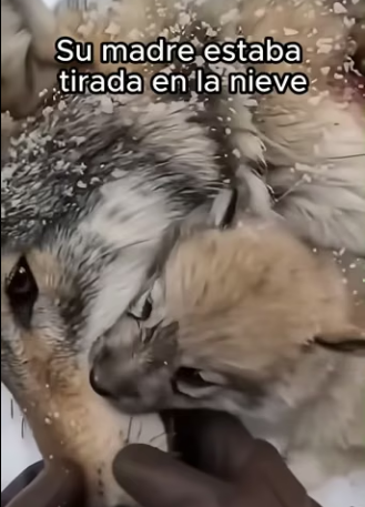 V0304004 Un cachorro de lobo tocó mi puerta en medio de la nada me llevó hast…(Part 2)