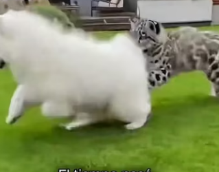 V0304006 Nunca pensé que mi perro traería casa un bebé de leopardo de las (Part 2)