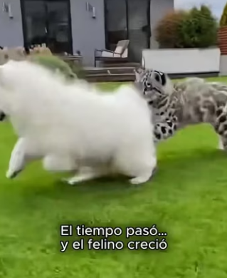 V0304006 Nunca pensé que mi perro traería casa un bebé de leopardo de las (Part 2)