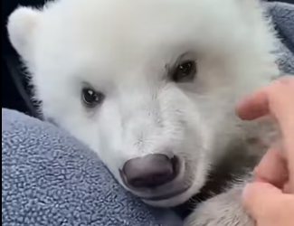 V0304008 Encontré un pequeño oso rodeado por lobos en el bosque lo salvé (Part 2)