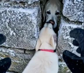 Y2604003 story of woman love trying to save her parent dog trapped in (Part 2)