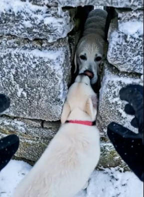 Y2604003 story of woman love trying to save her parent dog trapped in (Part 2)
