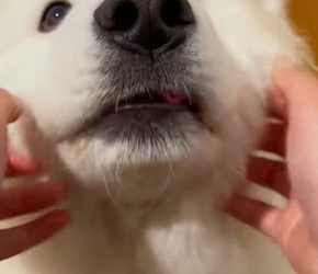 R2804003 Oh my god! A puppy suddenly appeared in the middle of the road… A tragedy almost happened. Lily (Part 2)
