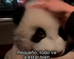 V0304012 Un pequeño panda cayó de un camión en plena carretera No pude deja (Part 2)