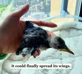 R2804011 I found a dying bird…Now it won’t leave me! (Part 2)