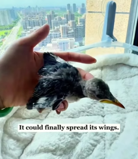 R2804011 I found a dying bird…Now it won’t leave me! (Part 2)