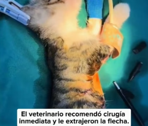 R2804004 I found a kitten with a crossbow bolt through its body. Its injuries were serious, so I took it to (Part 2)