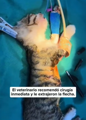 R2804004 I found a kitten with a crossbow bolt through its body. Its injuries were serious, so I took it to (Part 2)