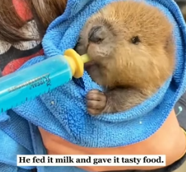 R2804009 A man saved a beaver…and it never forgot him (Part 2)