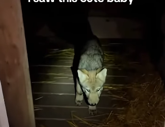 A2704008 A Bear Rushed On My Shelter, See What I Found Inside 🐺 (Part 2)