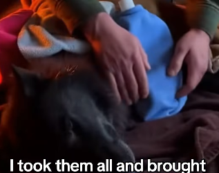 A2704011 A Story of a Rescued Wolf Family (Part 2)