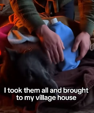 A2704011 A Story of a Rescued Wolf Family (Part 2)