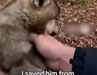 A2704010 I Saved a Baby Wolf from an Eagle (Part 2)