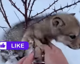 A2704012 Baby Wolf Howls Me To Be Rescued (Part 2)