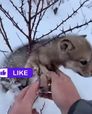 A2704012 Baby Wolf Howls Me To Be Rescued (Part 2)