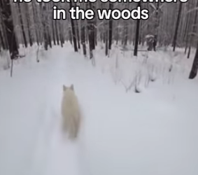 A2704005 I Helped a Baby Wolf, Save Her Mom, and Then This Happened (Part 2)