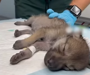 A2704001 I Rescued and Saved a Baby Wolf From Road (Part 2)