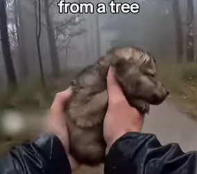 A2704009 I Rescued an Orphan Baby Wolf (Part 2)