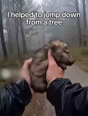 A2704009 I Rescued an Orphan Baby Wolf (Part 2)