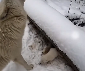 A2704007 I Helped a Wolf, Rescue His Pups, See What Happens Next (Part 2)