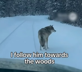 A2704004 I Rescued and Saved a Wolf Couple （Part 2)