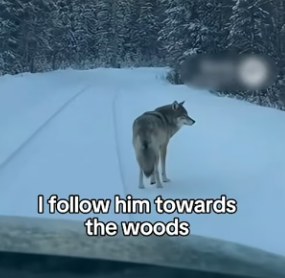 A2704004 I Rescued and Saved a Wolf Couple （Part 2)